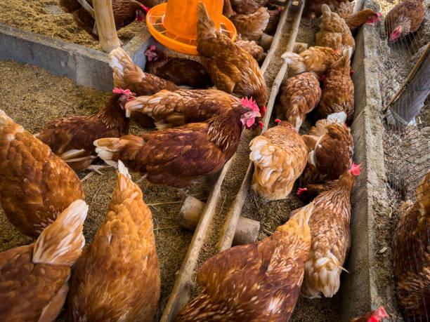 istock chicken eat feed and grain at farm 2160175262