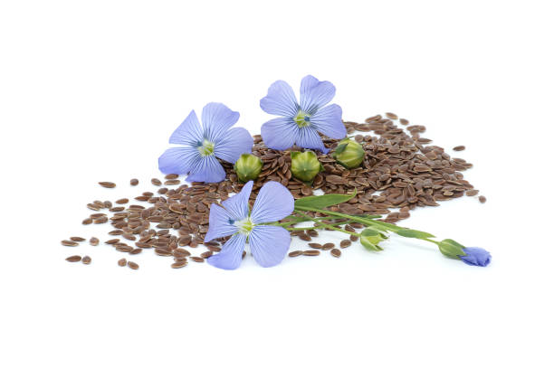 istock Blue flax blossom and seeds over white background 2160175867