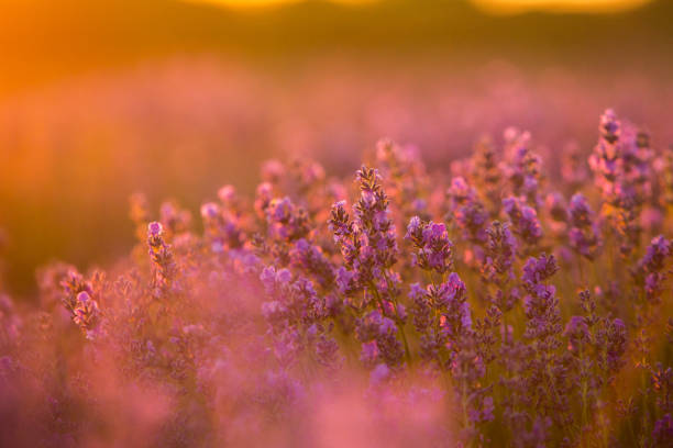 istock landscape with blooming lavender. Violet background. 2160178627