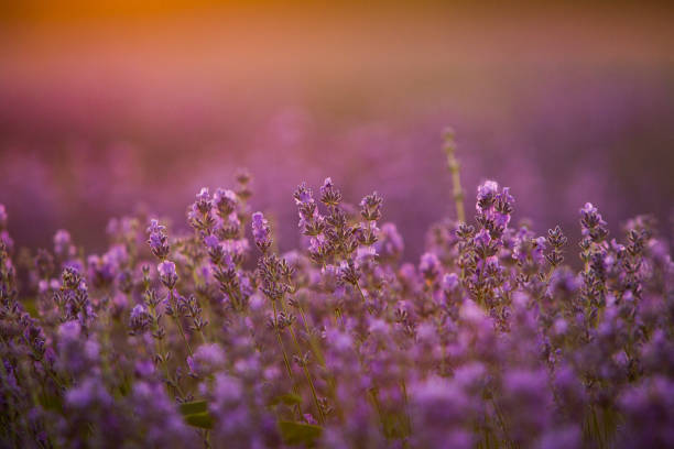 istock landscape with blooming lavender. Violet background. 2160178670