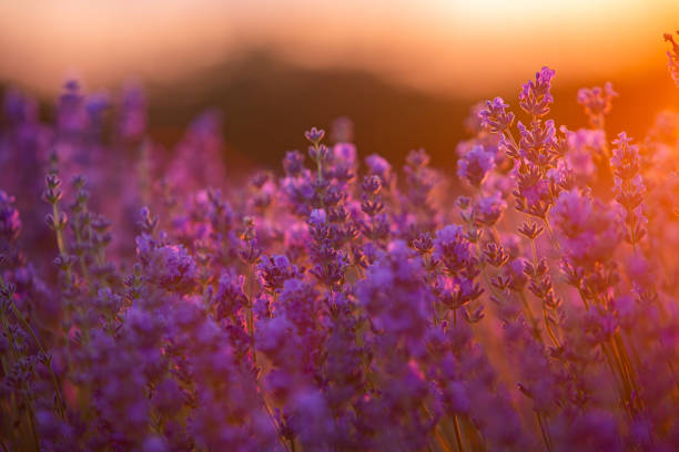 istock landscape with blooming lavender. Violet background. 2160178698
