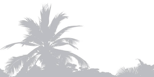 istock Soft shadows of palm leaves or coconut leaves. 2160178801