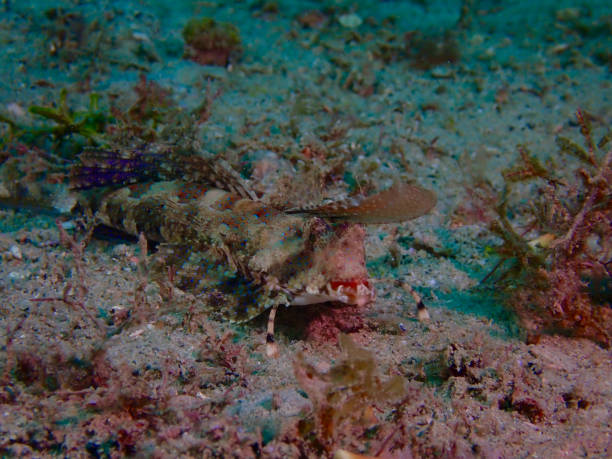 Fish with red lips on the sandy bottom of the sea among algae and sea grass.