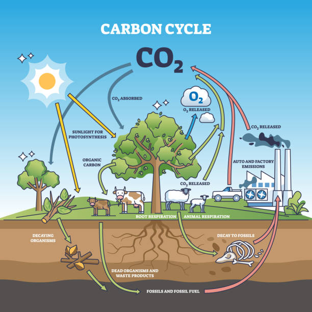 kohlendioxidkreislauf mit co2-emissionsaustausch in der natur gliederungsdiagramm - pedalantrieb stock-grafiken, -clipart, -cartoons und -symbole