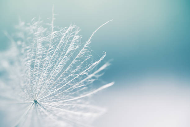 istock White dandelion in a forest against the blue sky. Macro image. Abstract summer nature background 2160185300