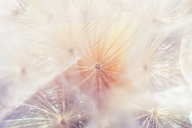 istock White dandelion in a forest at sunset. Macro image. Abstract nature background 2160185307