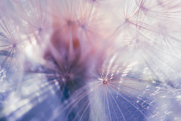 istock White dandelion close up. Abstract summer nature background. Macro image, 2160185310