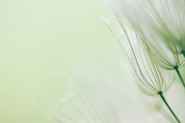 istock White dandelion in a green grass on a forest meadow. Macro image. Abstract nature background 2160185313