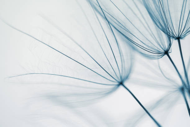 Big white dandelion in a forest at sunset. Macro image, shallow depth of field. Abstract summer nature background