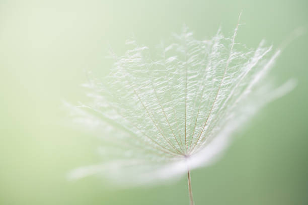 istock White dandelion in a green grass on a forest meadow. Macro image. Abstract nature background 2160185323