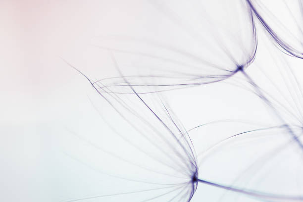 istock White dandelion in a forest at sunset. Macro image. Abstract summer nature background 2160185328