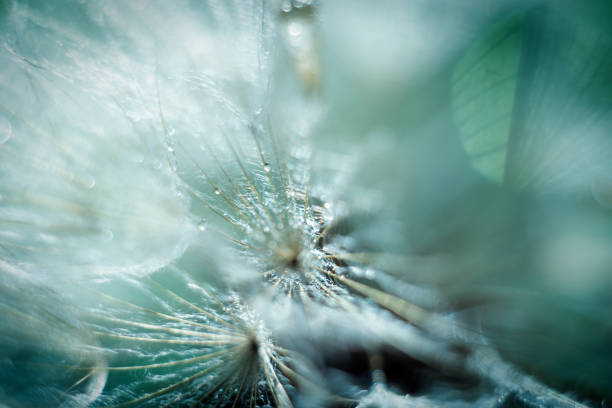 Macro nature. dandelion at blue background. soft focus