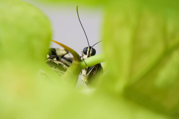 A cute swallowtail butterfly showing through the leaves