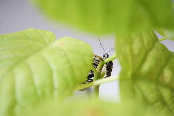 A cute swallowtail butterfly showing through the leaves