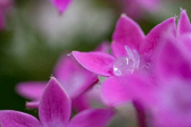 Water droplets on pink pentas