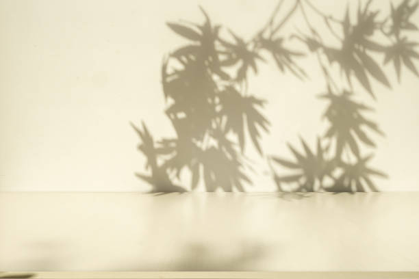 istock Wall interior background, studio and backdrops show products.with shadow leaf from window color white and beige . background for text insertion and presentation product 2160186861