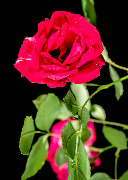 istock Tea rose Red Peace on a black background 2160190843