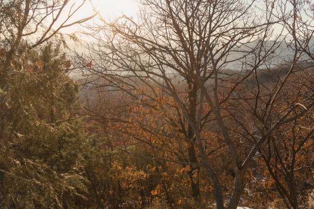 forest of Mu tian Yu valley and mountains at sunset and winter