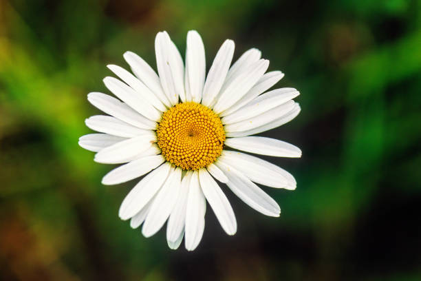 Beautiful Ox-eye daisy flower from above