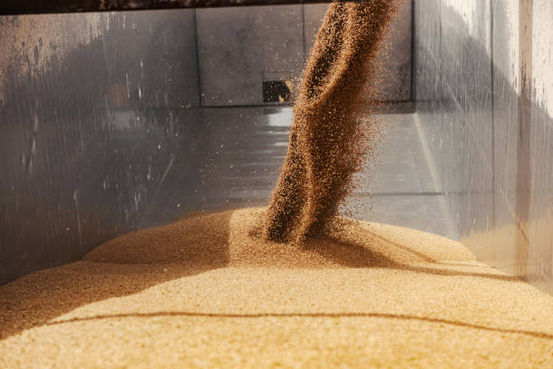 istock Harvesting ripe wheat and stocking into container. Husbandry. 2160192885