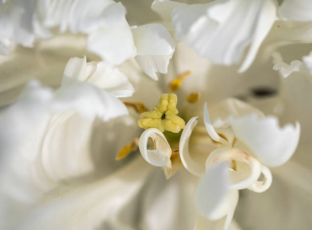 Macro de l.interieur d une tulipe