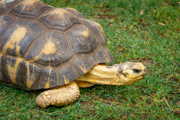 istock radiated tortoise a large wild animal with a huge beautiful shell 2160195553