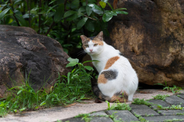 istock The cat in the park 2160201285
