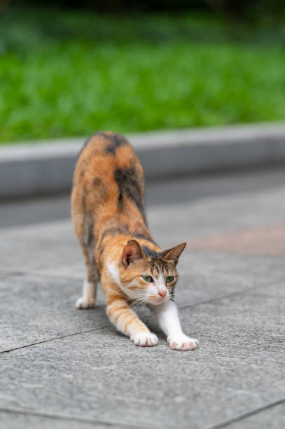 istock In the park, a kitten is stretching its legs 2160201319