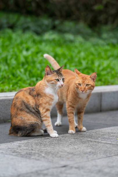 istock In the park, two cats were sitting on the ground 2160201323