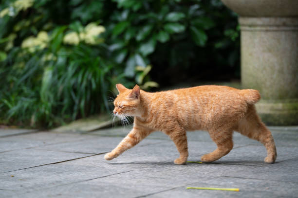 istock Cat walks in the park 2160201346