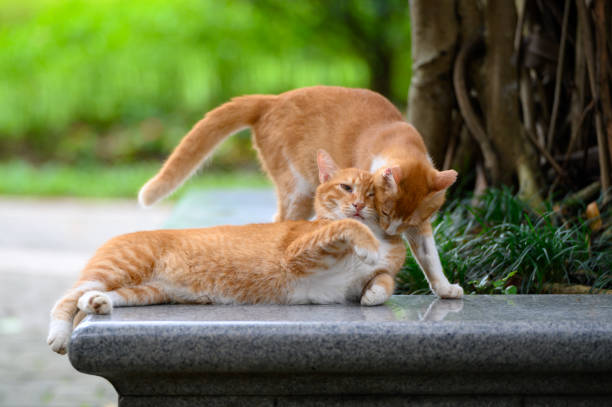 istock Two cats get close in the park 2160201350