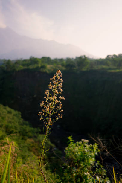 Wild Plant