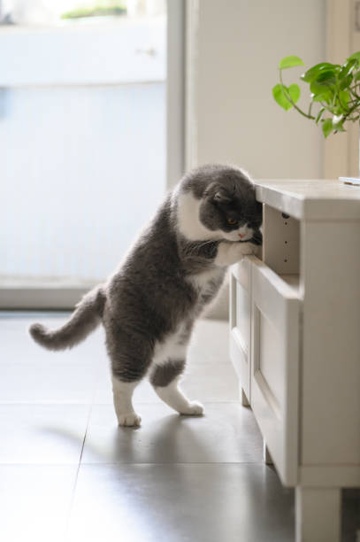 istock British shorthair cat opens cabinet drawer 2160202779