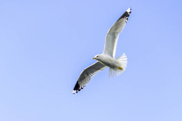 istock A large white-headed gull soars against a clear blue sky. 2160202831