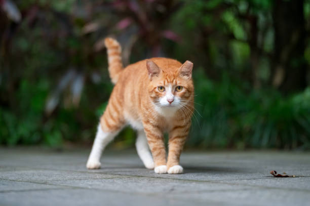 istock Cat walks in the park 2160203481