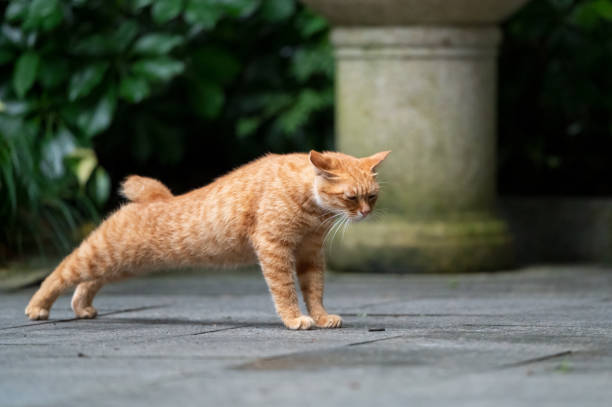istock In the park, a kitten is stretching its legs 2160203485
