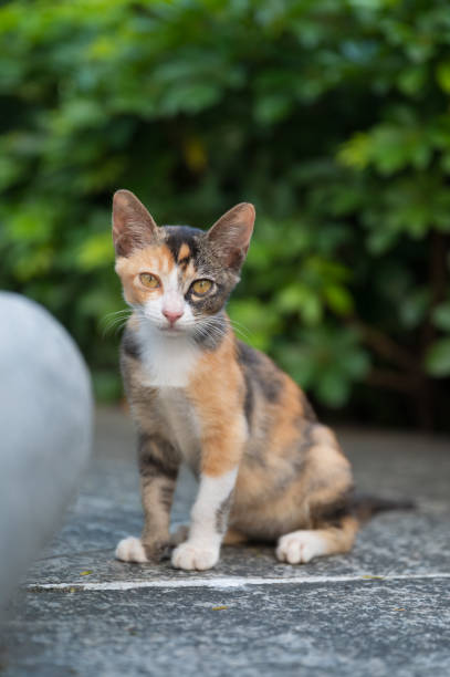istock In the park, kittens sit on the ground 2160203501