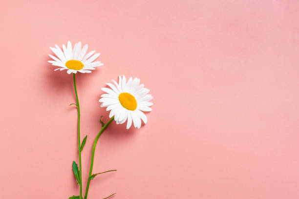 istock Two daisy flowers on pink background 2160203545