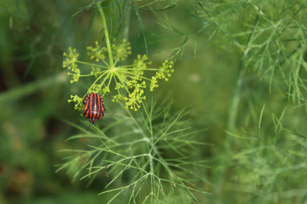 Graphosoma lineatum italicum insect on a green leaf. Italian red shield bug with black stripes on a Fennel plant on summer