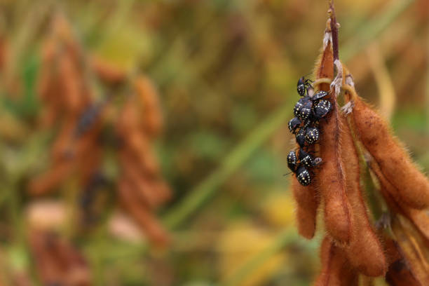 Close-up of many young green shield bugs on yellow soybean leaf in the field. Nezara viridula in Italy