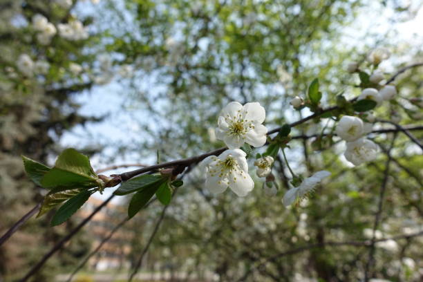 istock Sprig of cherry tree with some white flowers and buds in April 2160204581