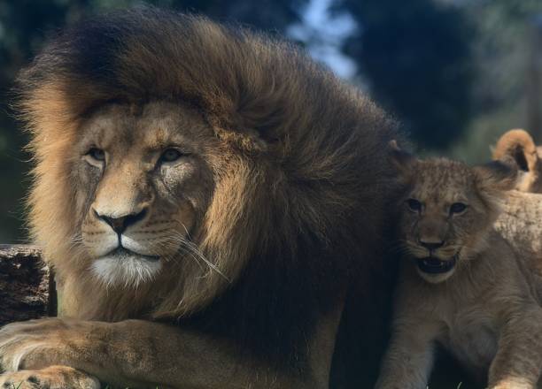 istock Male lion with cub 2160204733