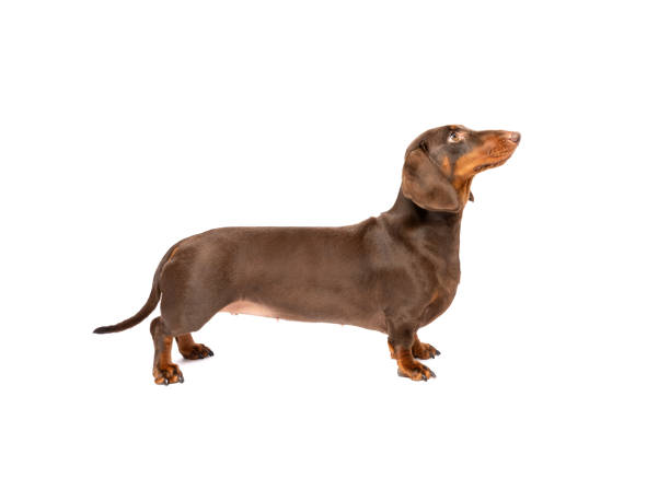 retrato de perro salchicha de pie - perro tejonero fotografías e imágenes de stock