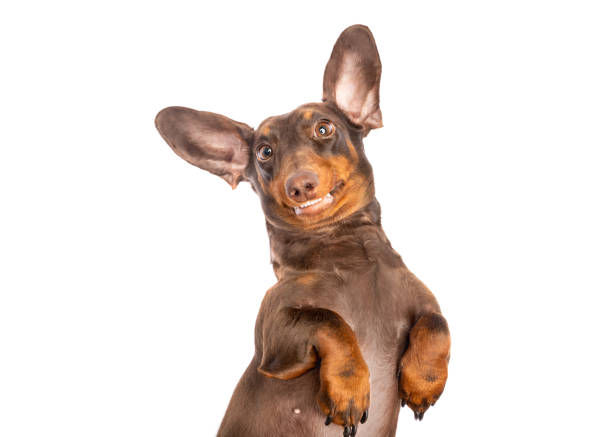 istock Smiling dachsund dog with big ears 2160207446