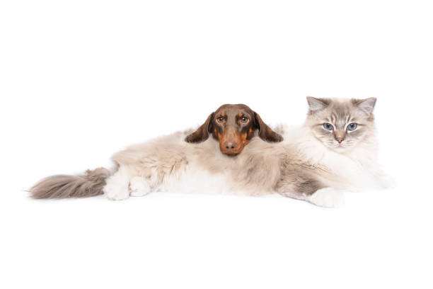 istock Dachsund dog cuddles with ragdoll cat best friends 2160207676