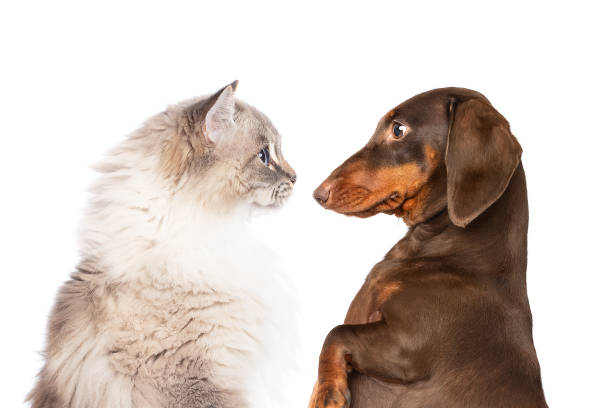 istock Dachshund dog and ragdoll cat looking at each other side view portrait 2160207705