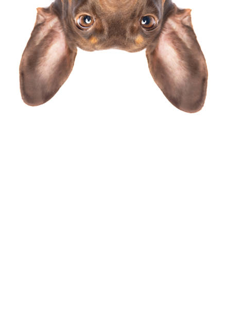 Funny upside down dachsund dog peeking close up Funny dachshund dog with big ears peeking isolated on white studio background upside down stock pictures, royalty-free photos & images