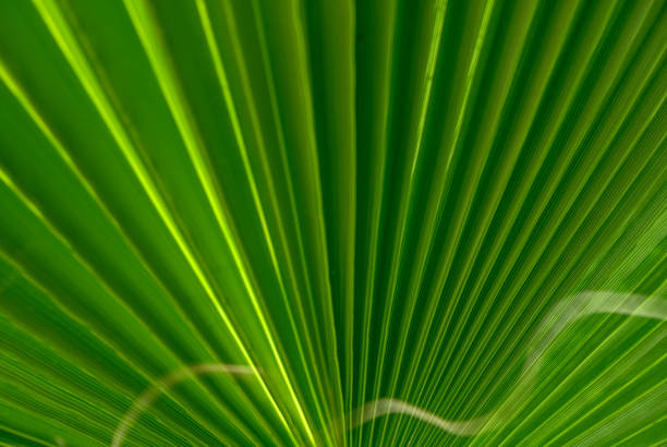 sun light through a palm leaf 13