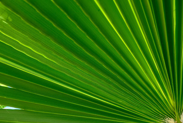 istock palm leaf as a background for photos 6 2160208718