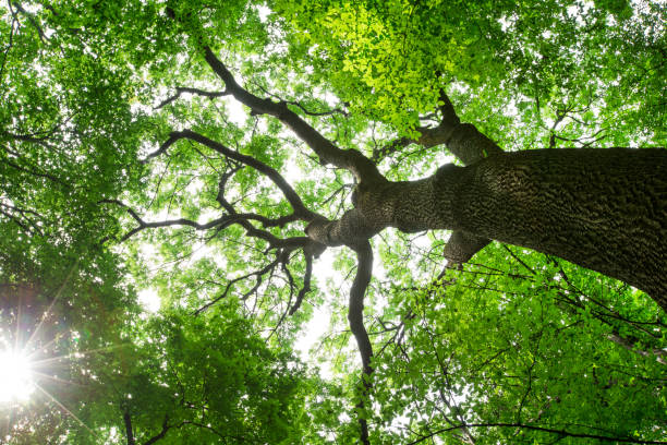 istock Forest trees. nature green wood sunlight backgrounds 2160208946